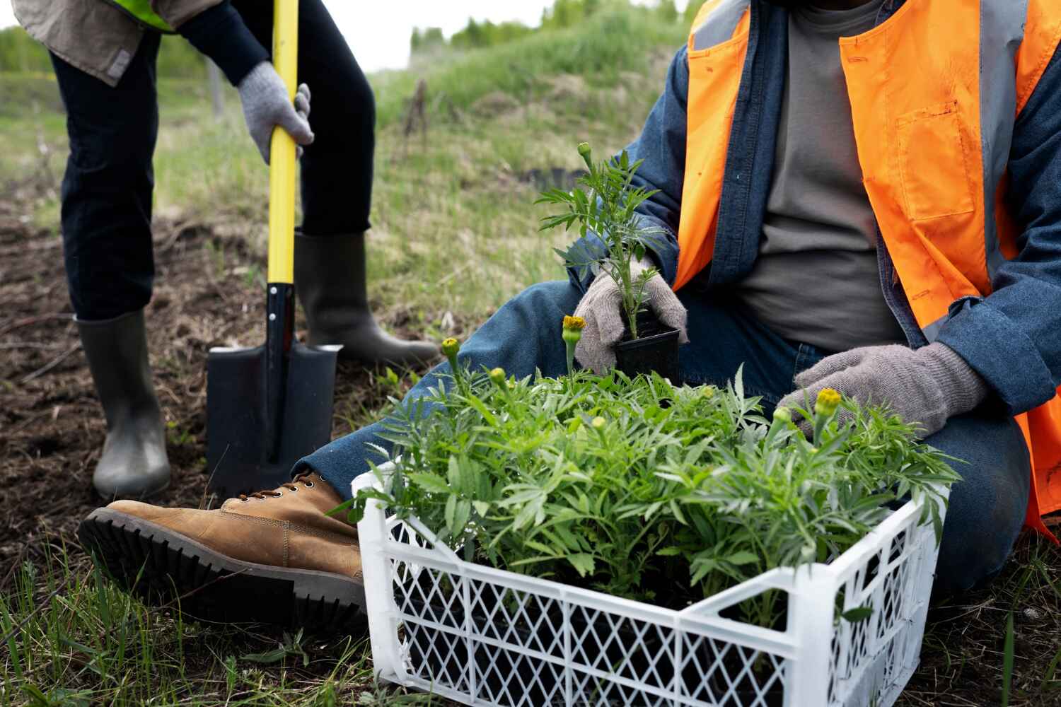 Best Tree Root Removal  in Buenaventura Lakes, FL